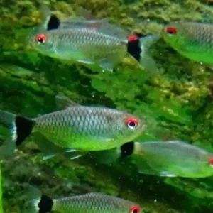 Chế độ dinh dưỡng cho cá ngân bình