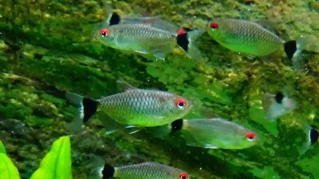 Chế độ dinh dưỡng cho cá ngân bình