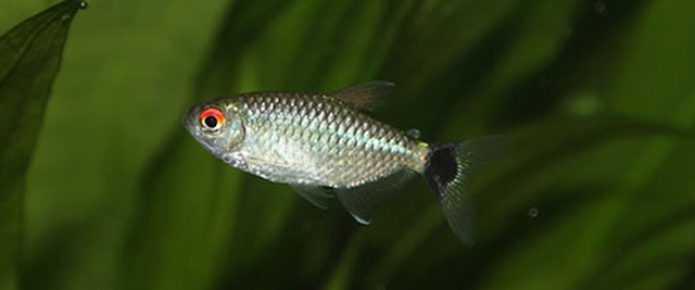 Mua bán cá và giá thành