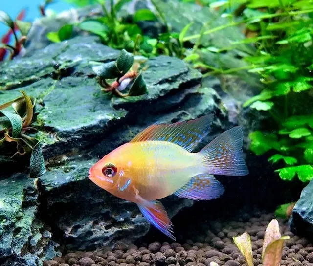 Đặc điểm nhận dạng cá phượng hoàng