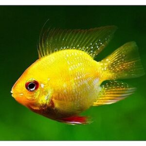 Thiết lập bể nuôi cá