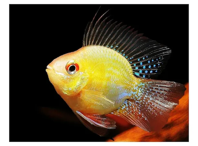 Kỹ thuật chăm sóc cá hàng ngày