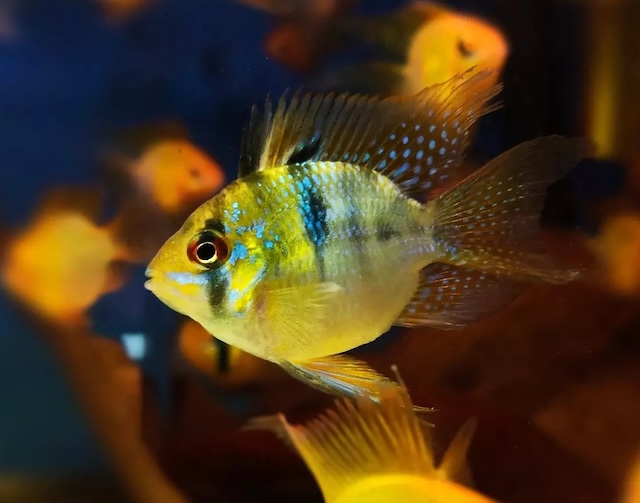 Sinh sản và nhân giống cho cá phượng hoàng