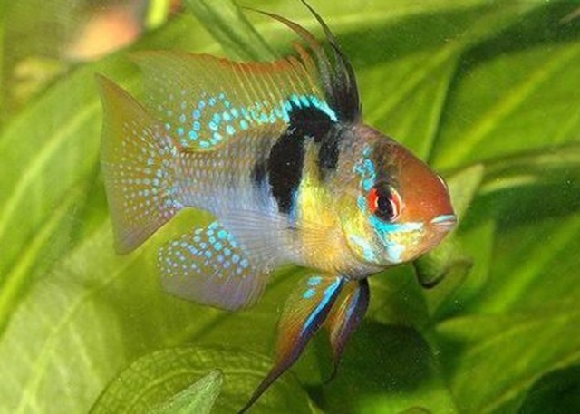 Mua bán và giá thành cá phượng hoàng