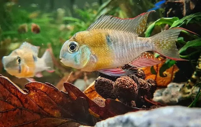 Đặc điểm nhận dạng và nguồn gốc cá phượng hoàng bolivia