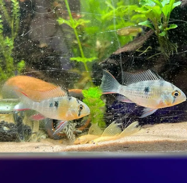 Thiết lập bể nuôi lý tưởng cho cá