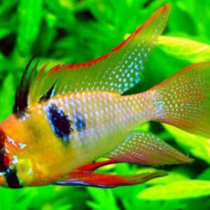 Chế độ dinh dưỡng cho cá