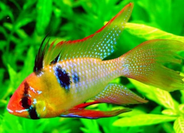 Chế độ dinh dưỡng cho cá