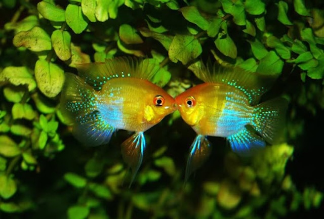 Sinh sản và nhân giống cá