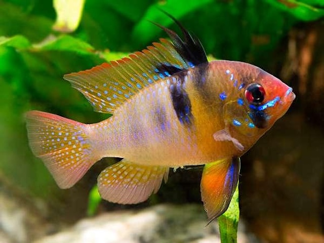 Mua bán cá và giá thành