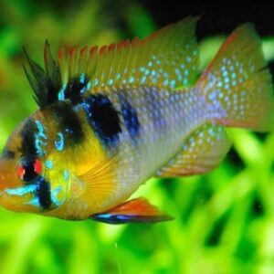 Đặc điểm nhận dạng và nguồn gốc của cá