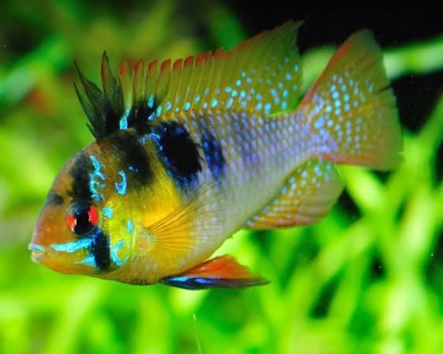 Đặc điểm nhận dạng và nguồn gốc của cá