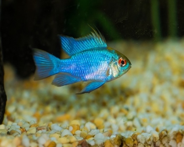 Đặc điểm nhận dạng và phân bố của cá phượng hoàng xanh