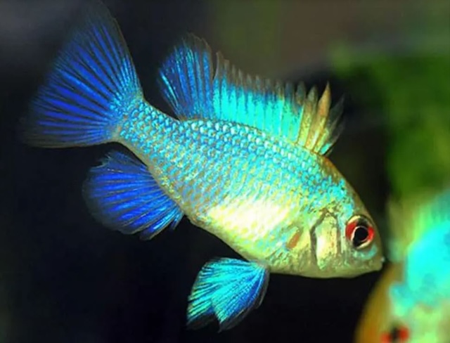 Thiết lập bể nuôi lý tưởng cho cá