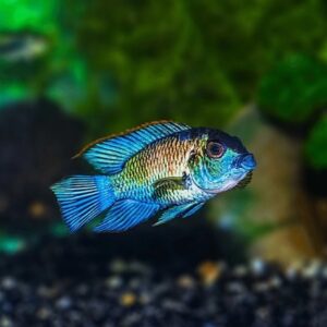 Kỹ thuật chăm sóc hàng ngày cho cá phượng hoàng xanh