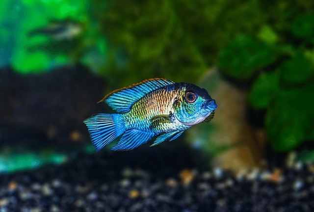 Kỹ thuật chăm sóc hàng ngày cho cá phượng hoàng xanh