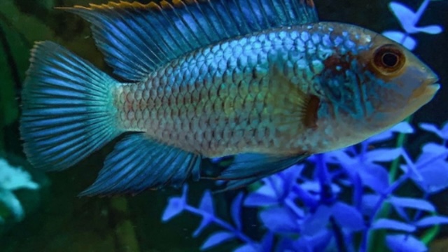 Sinh sản và nhân giống cá