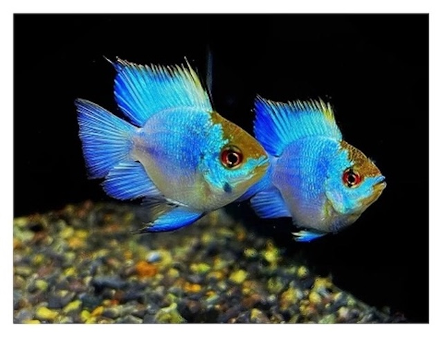 Mua bán cá và giá thành