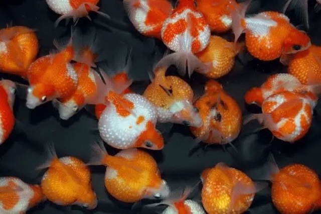 Chăm sóc cá hàng ngày