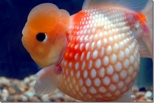 Mua bán cá và giá thành