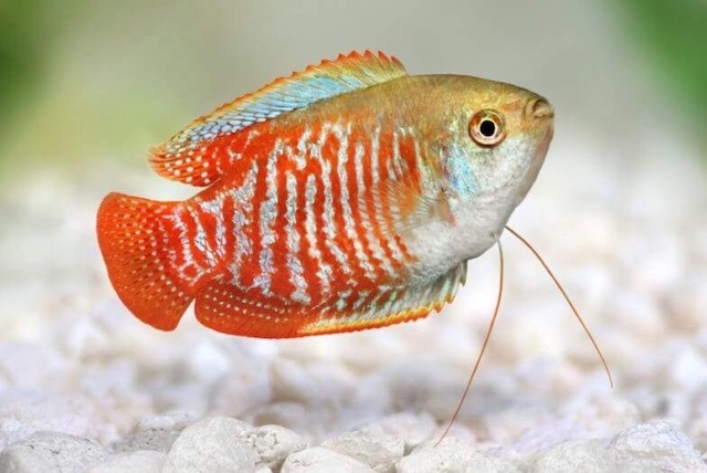 Đặc điểm nhận dạng và phân bố của cá sặc gấm