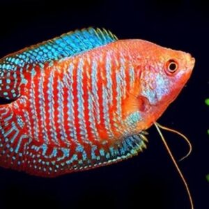 Thiết lập bể nuôi lý tưởng cho cá