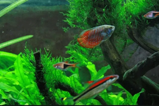 Kỹ thuật chăm sóc cá hàng ngày