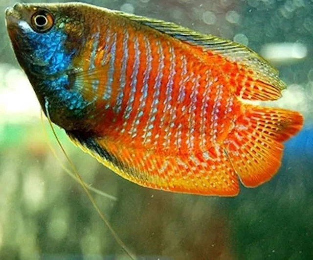 Mua bán cá và giá thành