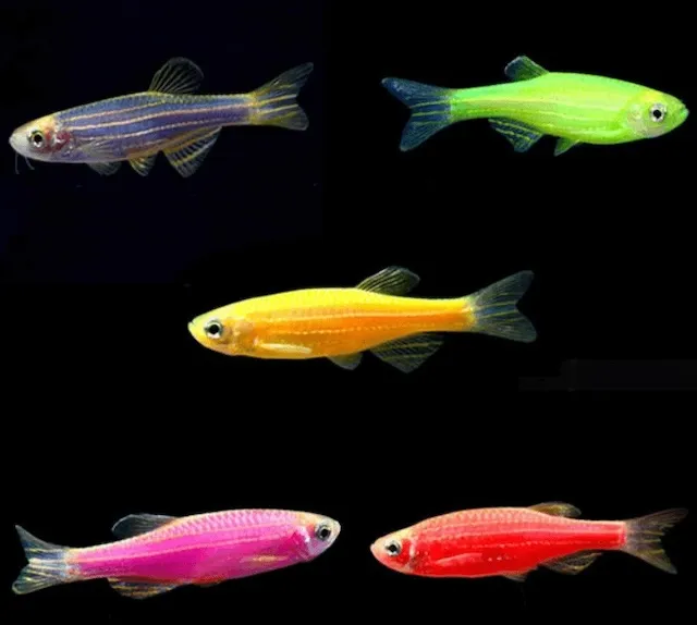 Đặc điểm nhận dạng và phân bố