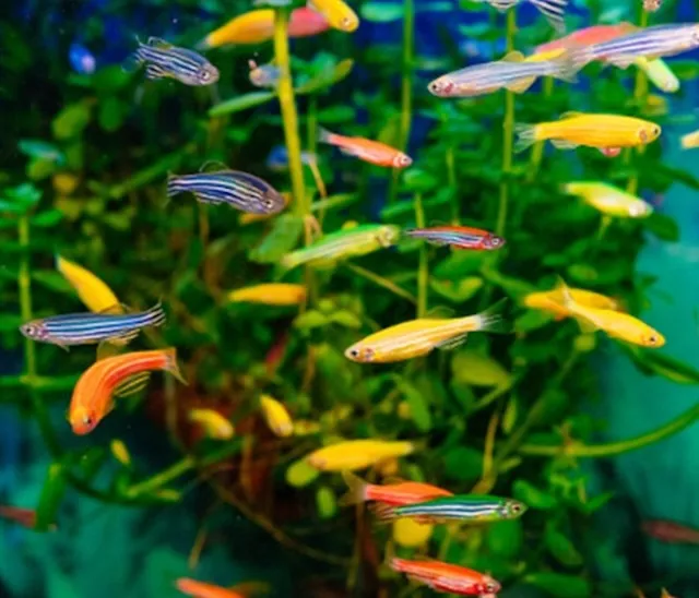 Thiết lập bể nuôi lý tưởng cho cá sọc ngựa