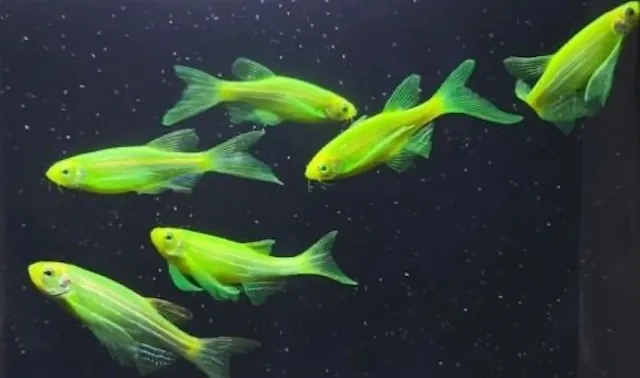 Chế độ dinh dưỡng cho cá