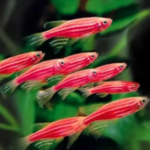 Sinh sản và nhân giống cá