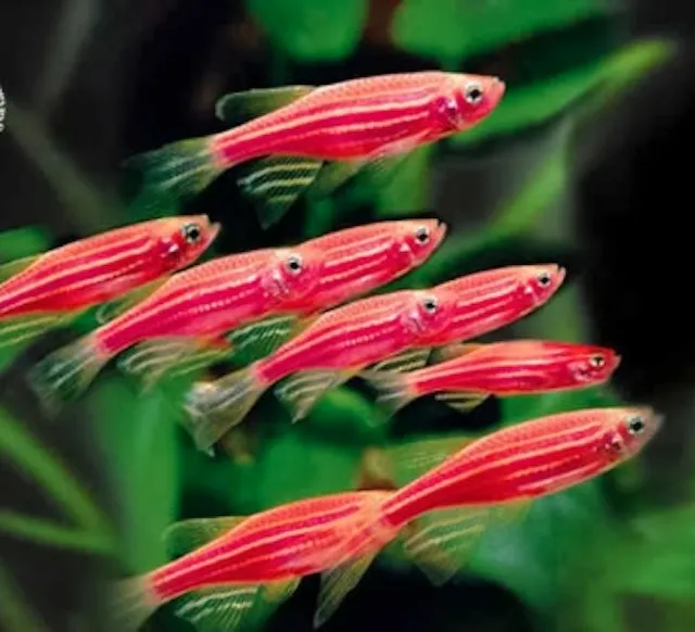 Sinh sản và nhân giống cá