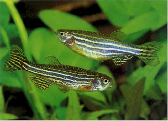 Mua bán cá và giá thành