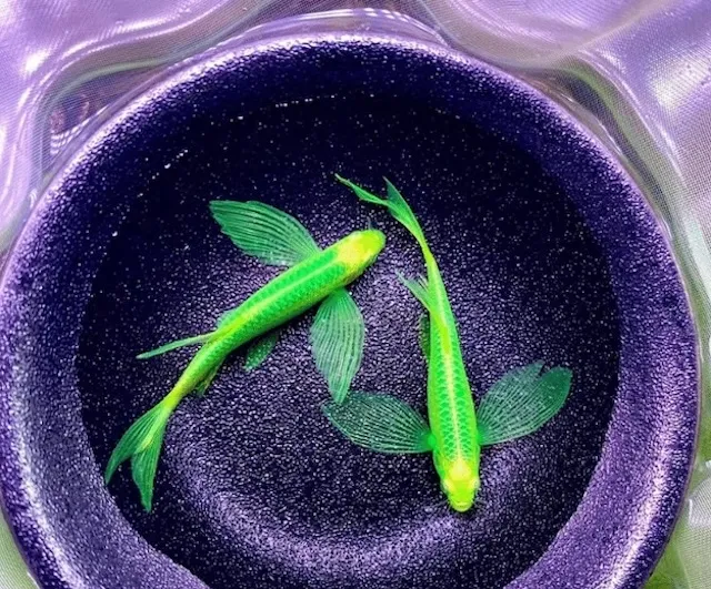 Thiết lập bể nuôi lý tưởng cho cá