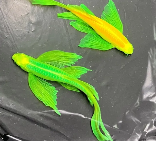 Kỹ thuật chăm sóc cá hàng ngày