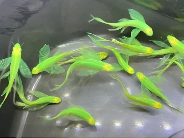 Sinh sản và nhân giống cá sọc ngựa cánh tiên