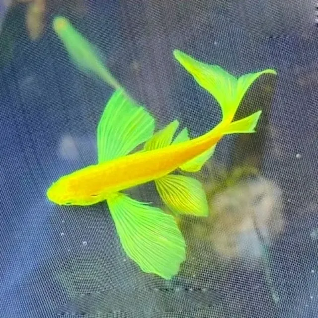 Mua bán cá và giá thành