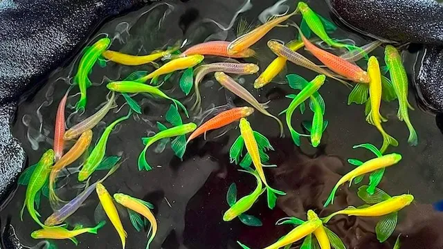 Đặc điểm nhận dạng và phân bố