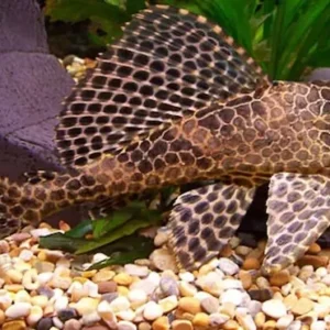 Thiết lập bể nuôi lý tưởng cho cá