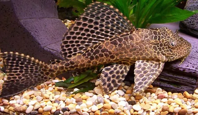 Thiết lập bể nuôi lý tưởng cho cá