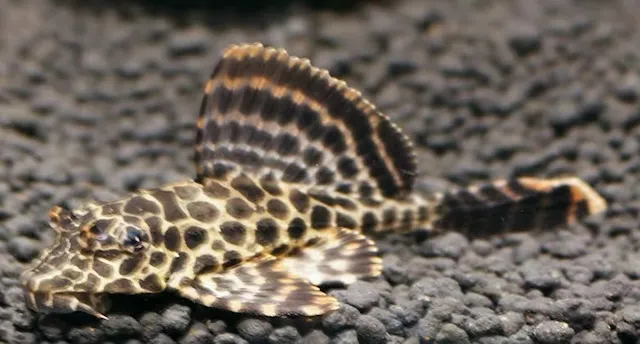 Chăm sóc cá hàng ngày