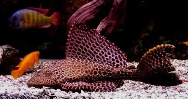 Sinh sản cá và nhân giống