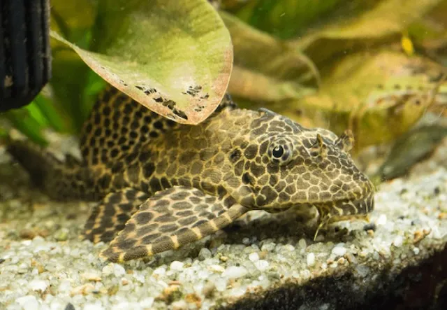 Mua bán cá và giá thành