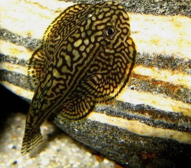 Đặc điểm nhận dạng và phân bố cá tỳ bà bướm