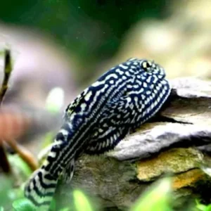 Thiết lập bể nuôi lý tưởng