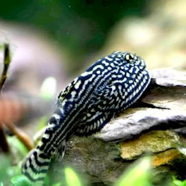 Thiết lập bể nuôi lý tưởng