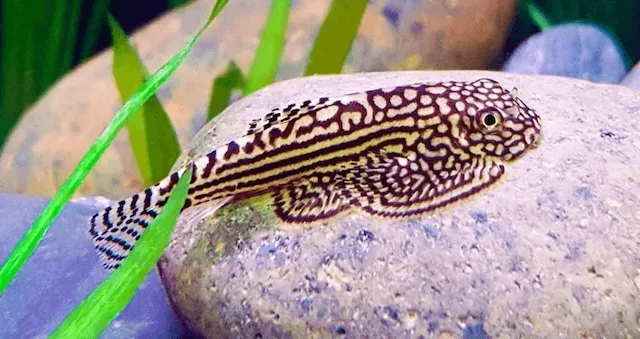 Chăm sóc cá tỳ bà bướm hằng ngày