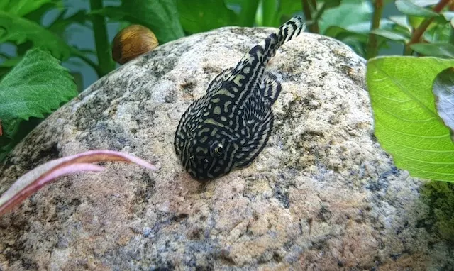 Sinh sản và nhân giống cá