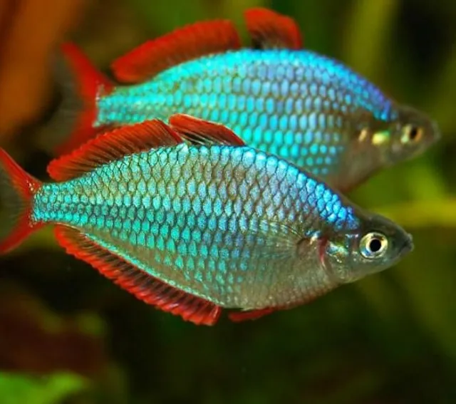 Nguồn gốc và phát hiện cá cầu vồng Việt